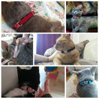 Cat & Small Dog Collar with Bell – Adjustable Kitten & Puppy Leash